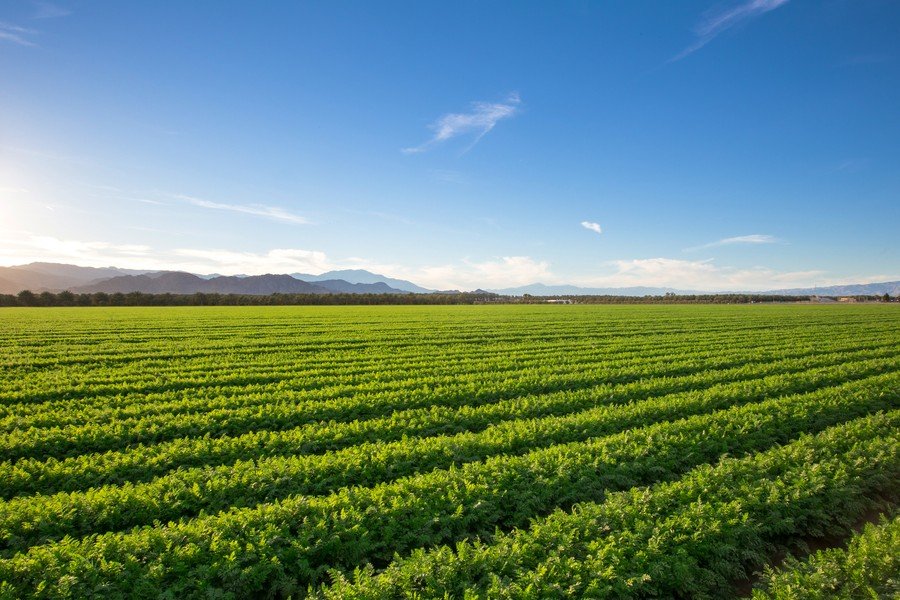Indonesian agricultural fields in Central Java