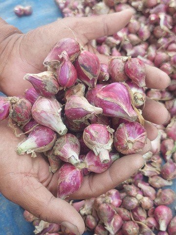 Fresh Brebes shallots harvest