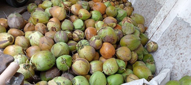 Fresh green coconuts