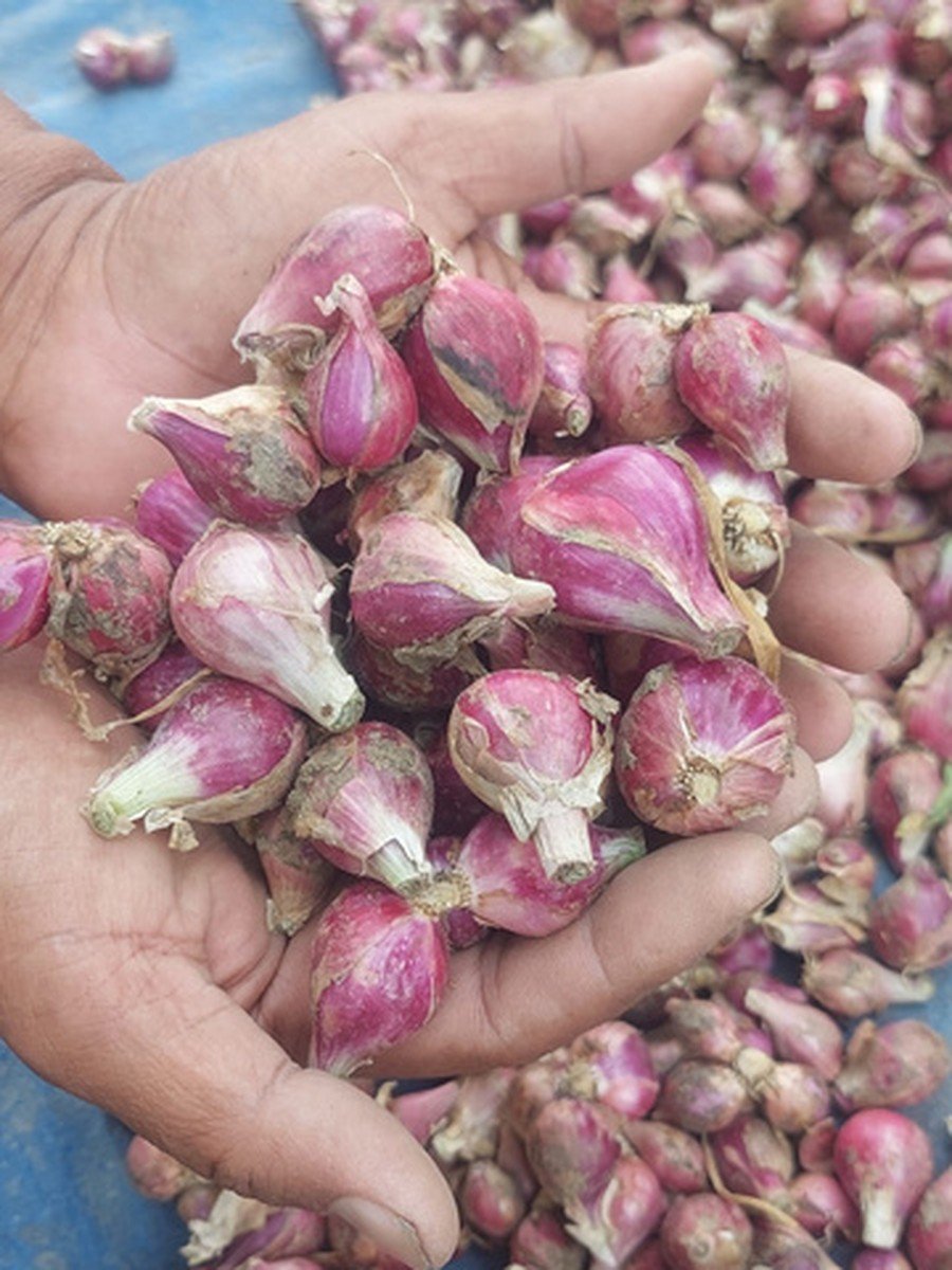 Fresh Brebes shallots from Central Java