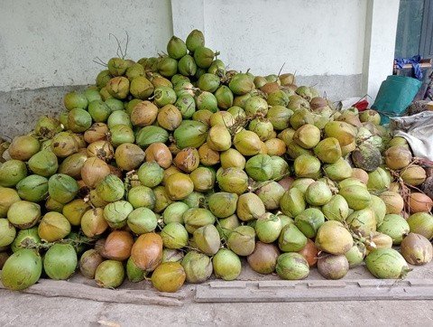 Fresh green coconuts from Indonesian plantations
