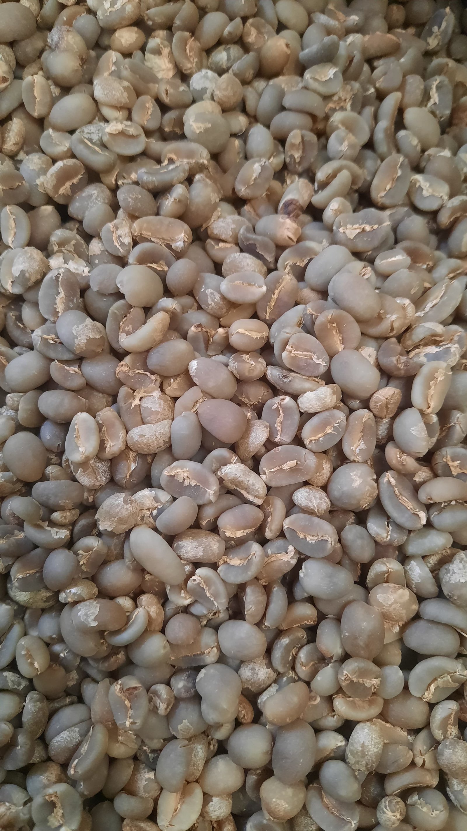 Premium green coffee beans sourced from Indonesian coffee farms